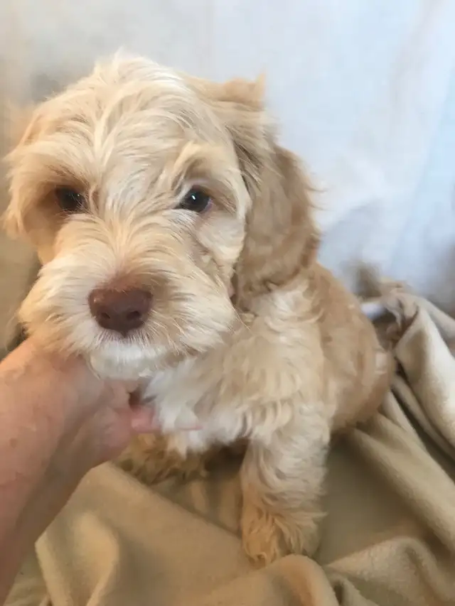 Male Cockapoo Puppy - Photo 4