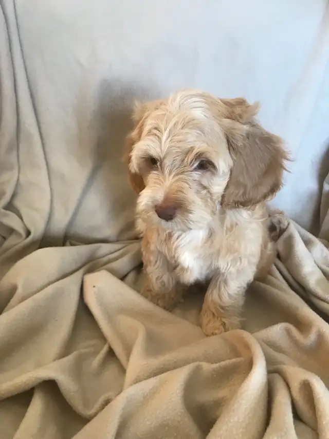 Male Cockapoo Puppy - Photo 5