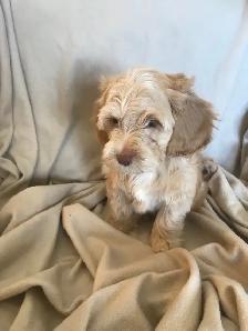 Male Cockapoo Puppy - Photo 5