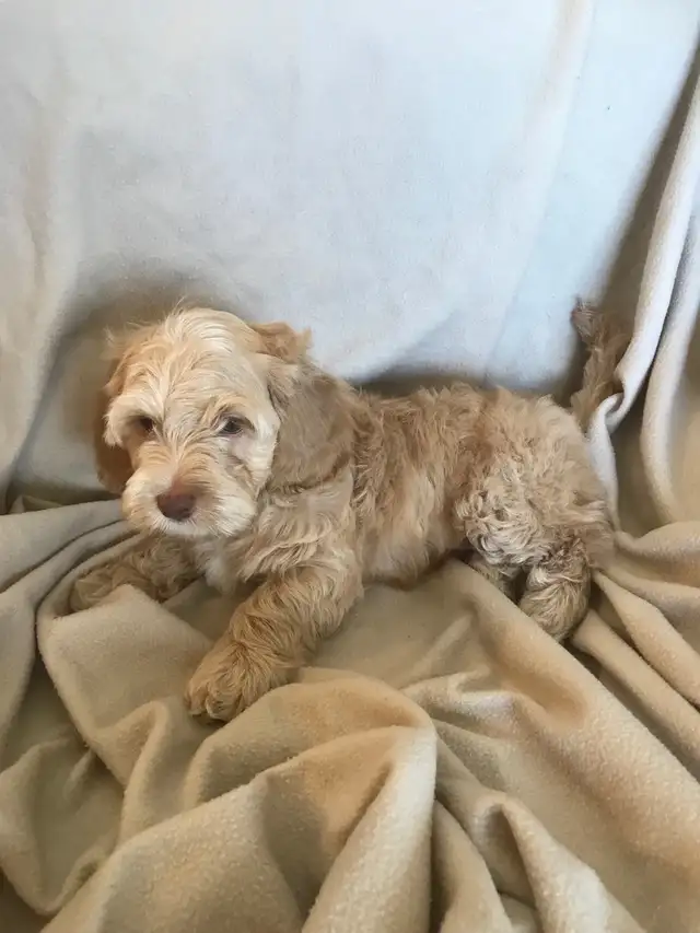 Male Cockapoo Puppy - Photo 6