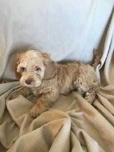 Male Cockapoo Puppy - Photo 6