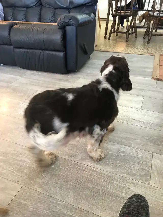 Male Cockapoo Puppy - Photo 7