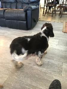 Male Cockapoo Puppy - Photo 7