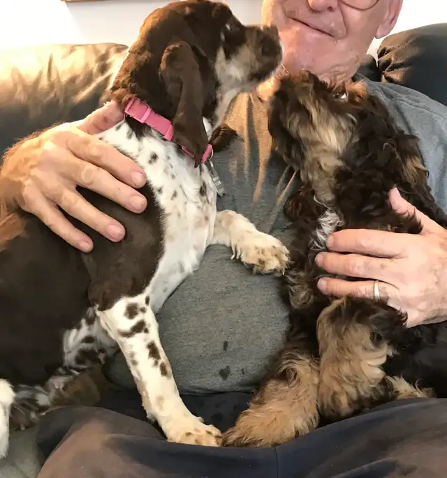 Male Cockapoo Puppy - Photo 8