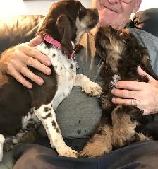 Male Cockapoo Puppy - Photo 8