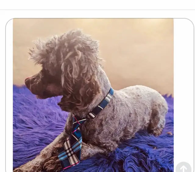 Male Cockapoo Puppy - Photo 9