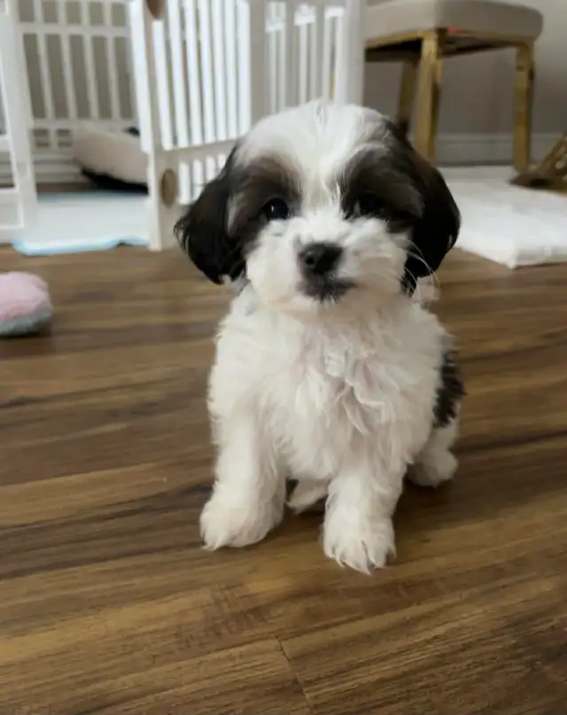 Female Shih Tzu Puppy