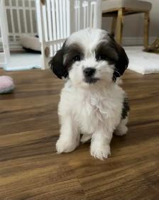 Female Shih Tzu Puppy
