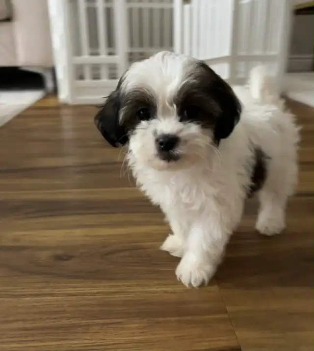 Female Shih Tzu Puppy - Photo 2