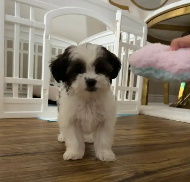 Female Shih Tzu Puppy - Photo 3