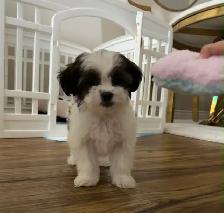 Female Shih Tzu Puppy - Photo 3