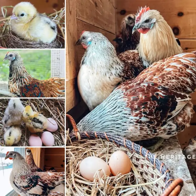 MOSAIC BABIES - Photo 4