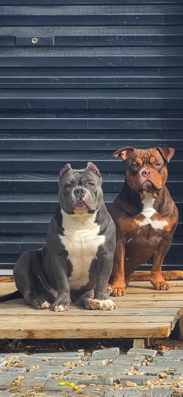 Mini Pocket Bu Stud services