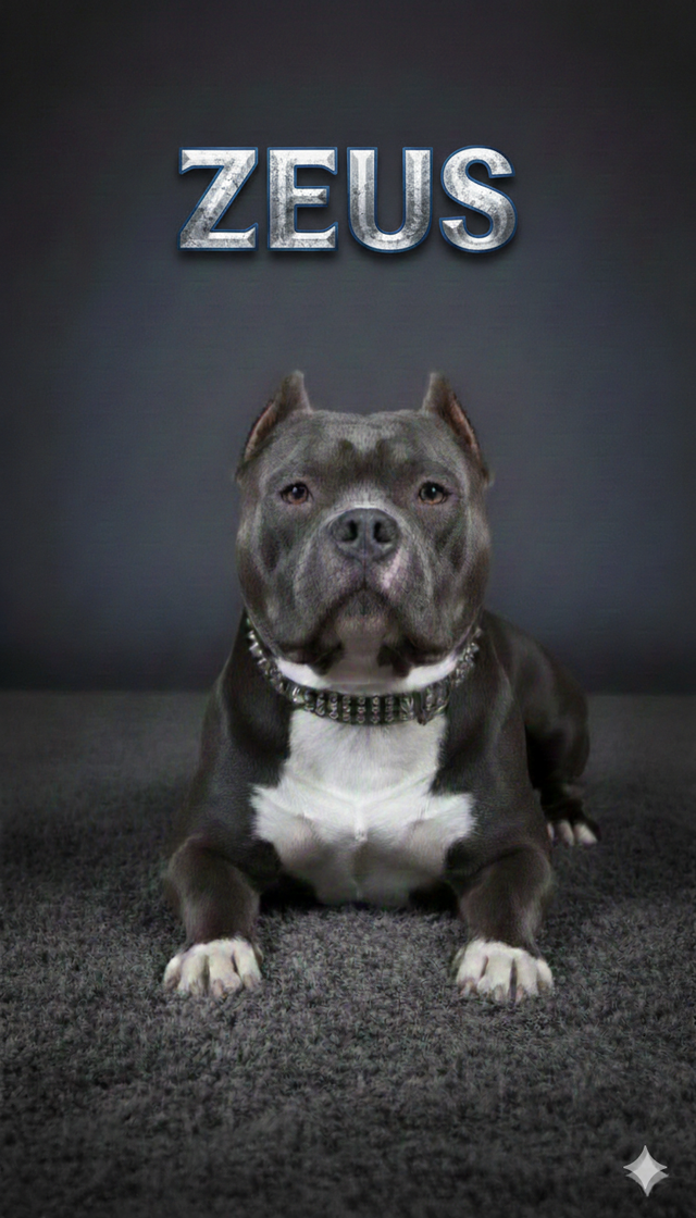 Mini Pocket Bu Stud services - Photo 2