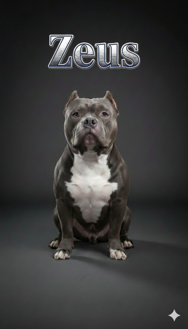 Mini Pocket Bu Stud services - Photo 3