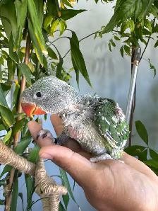 Alexandrine Babies parrot
