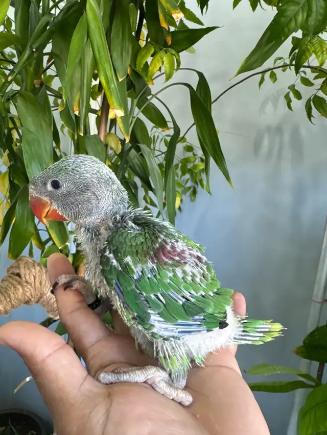 Alexandrine Babies parrot - Photo 3