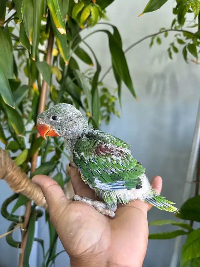 Alexandrine Babies parrot - Photo 4