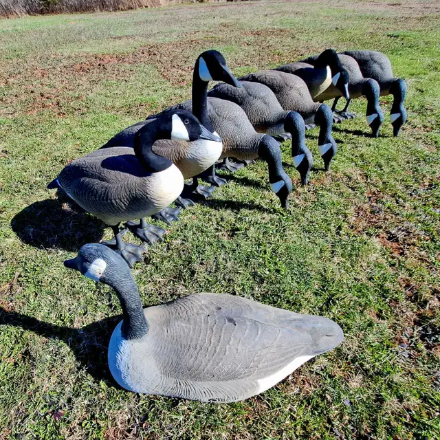 8 Bigfoot original  goose decoys.