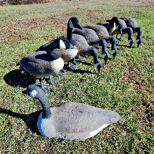 8 Bigfoot original  goose decoys.