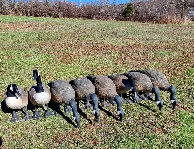 8 Bigfoot original  goose decoys. - Photo 2