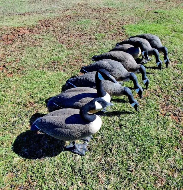 8 Bigfoot original  goose decoys. - Photo 3
