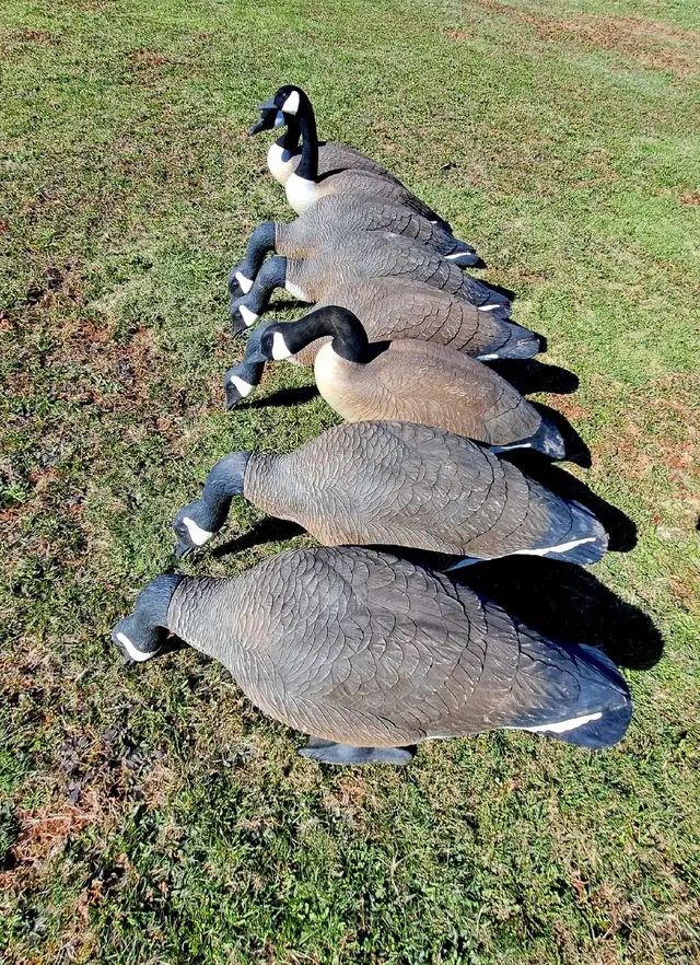 8 Bigfoot original  goose decoys. - Photo 4