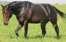 USE EVERY AWESOME WORD TO DESCRIBE THIS STALLION