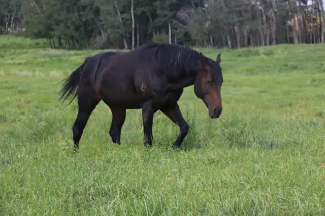 USE EVERY AWESOME WORD TO DESCRIBE THIS STALLION - Photo 2