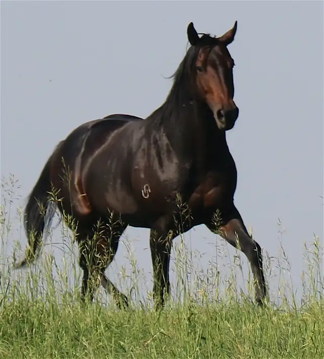 USE EVERY AWESOME WORD TO DESCRIBE THIS STALLION - Photo 3