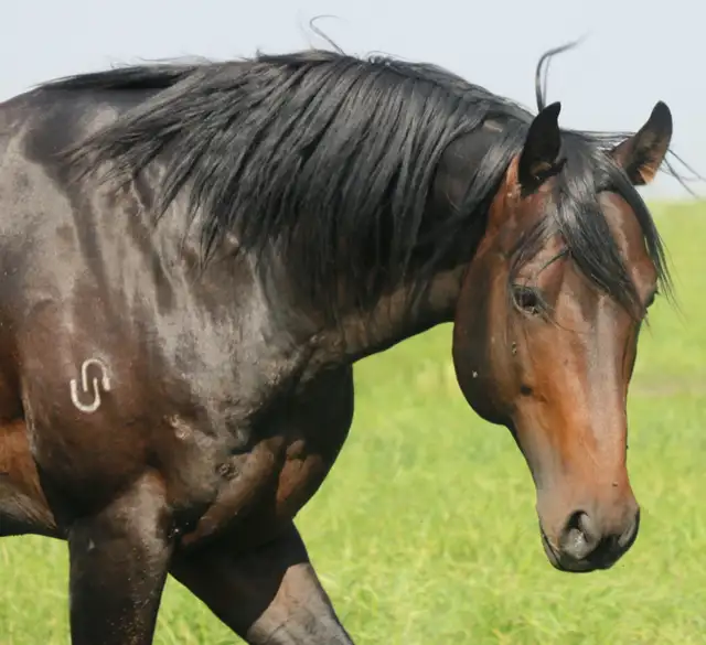 USE EVERY AWESOME WORD TO DESCRIBE THIS STALLION - Photo 4