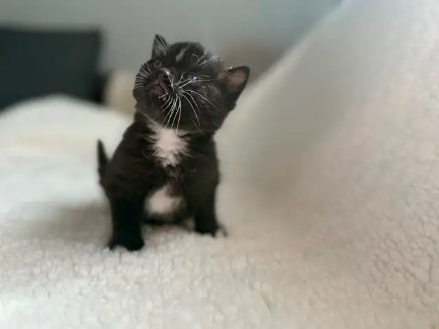 Chatons à vendre - Photo 2