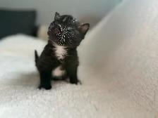 Chatons à vendre - Photo 2