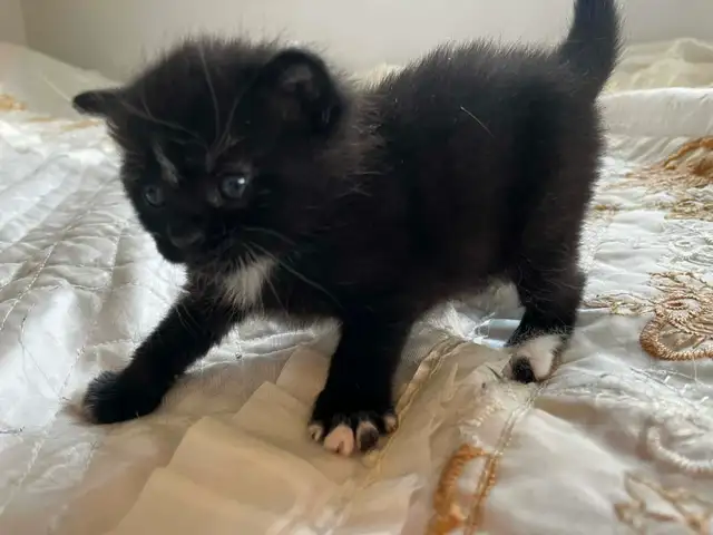 Chatons à vendre - Photo 3