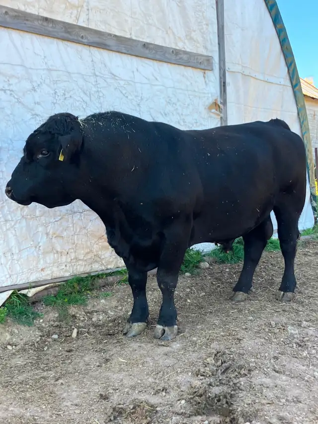 Registered black angus bull