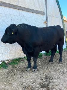 Registered black angus bull