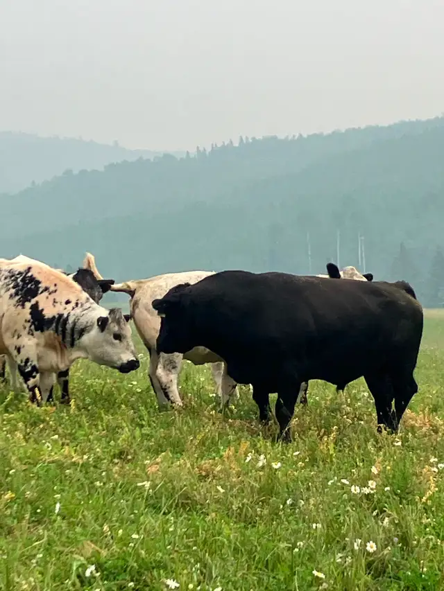 Registered black angus bull - Photo 2