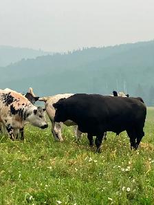 Registered black angus bull - Photo 2