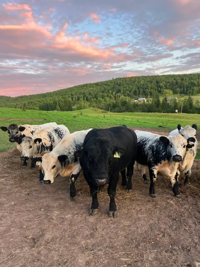 Registered black angus bull - Photo 3