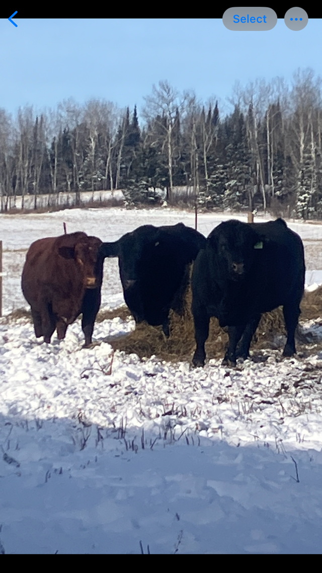 Registered black angus bull - Photo 4