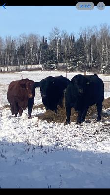 Registered black angus bull - Photo 4