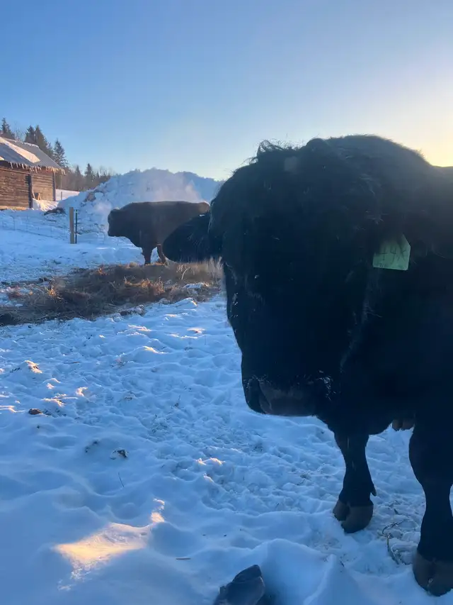 Registered black angus bull - Photo 5