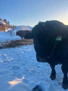 Registered black angus bull - Photo 5