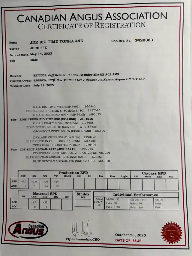 Registered black angus bull - Photo 6