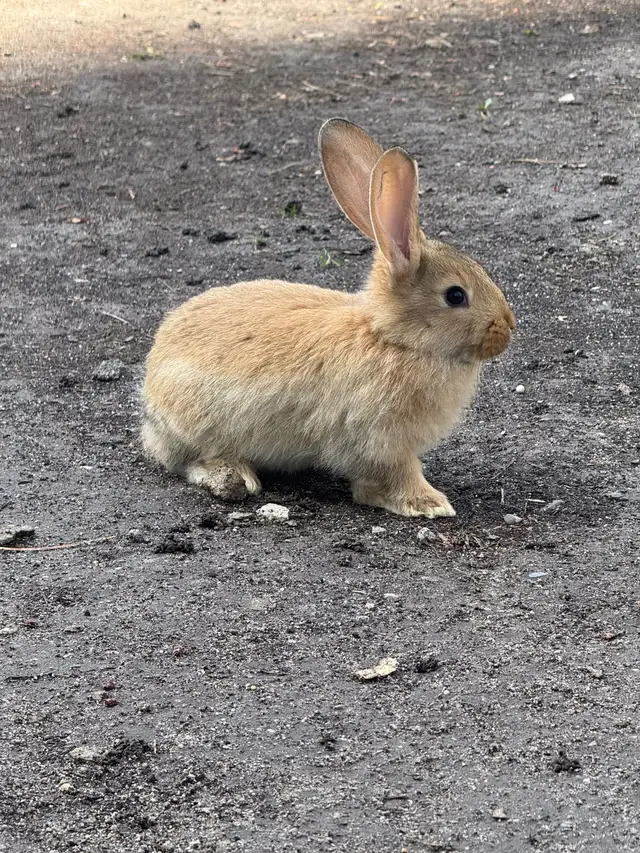 Flemish Giants - Photo 2