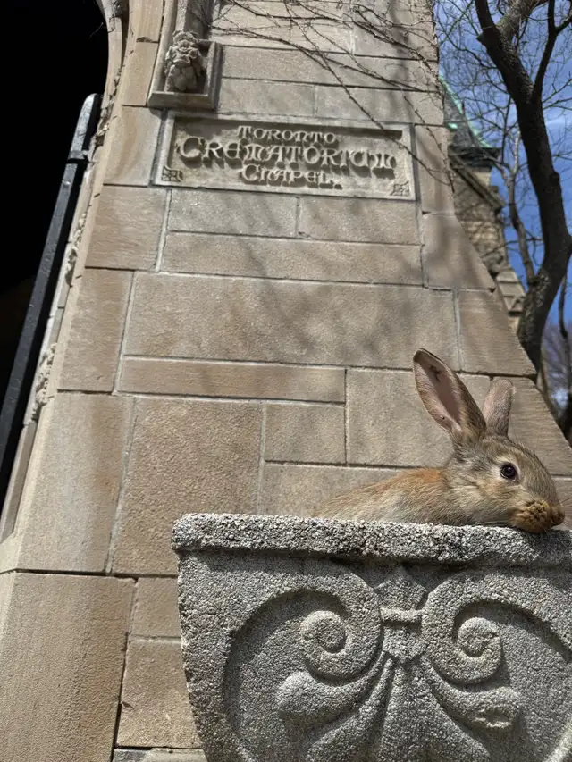 Flemish Giants - Photo 3