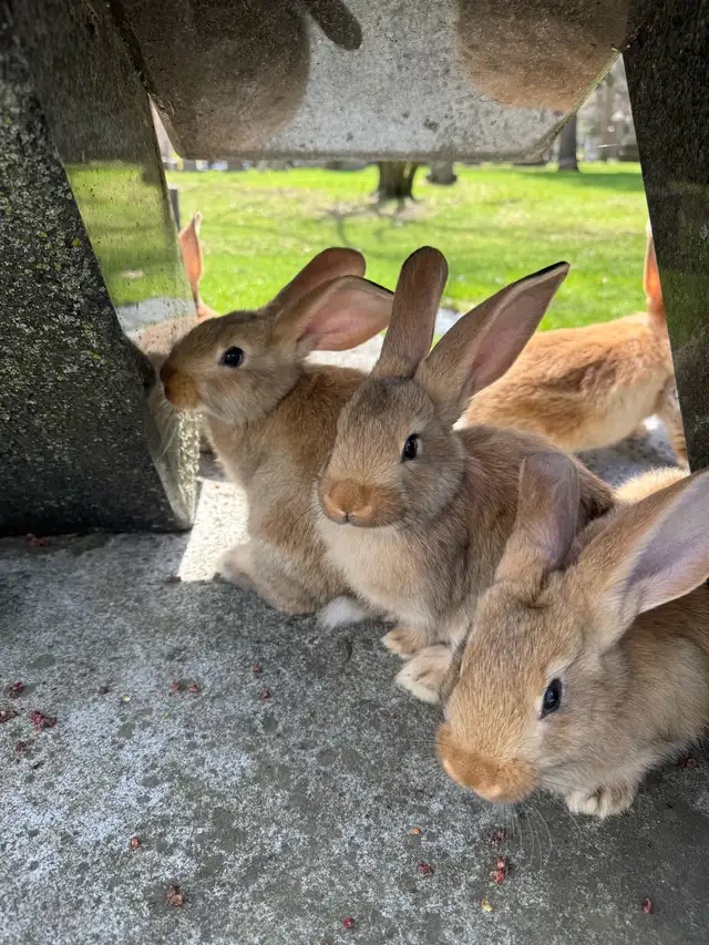 Flemish Giants - Photo 4