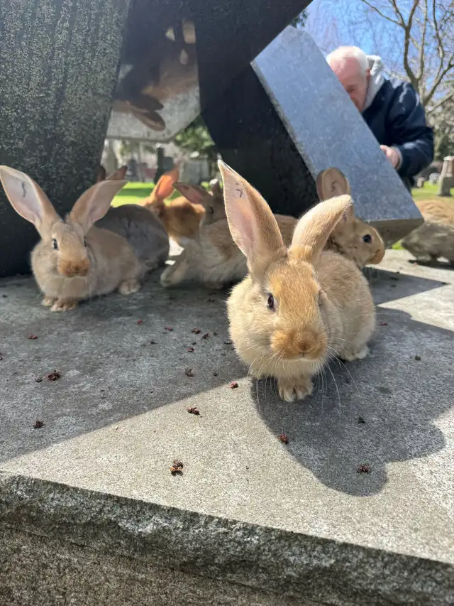 Flemish Giants - Photo 5