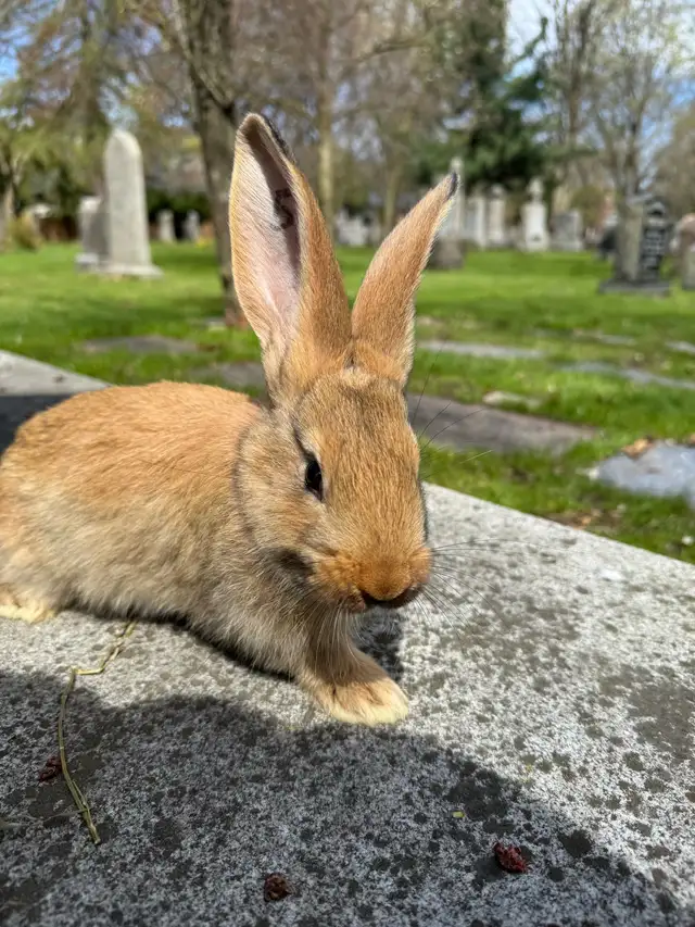 Flemish Giants - Photo 6