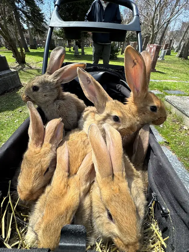 Flemish Giants - Photo 7